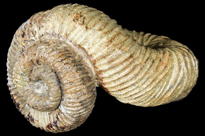 Fossil Heteromorph (Nostoceras) Ammonite - Madagascar #129519